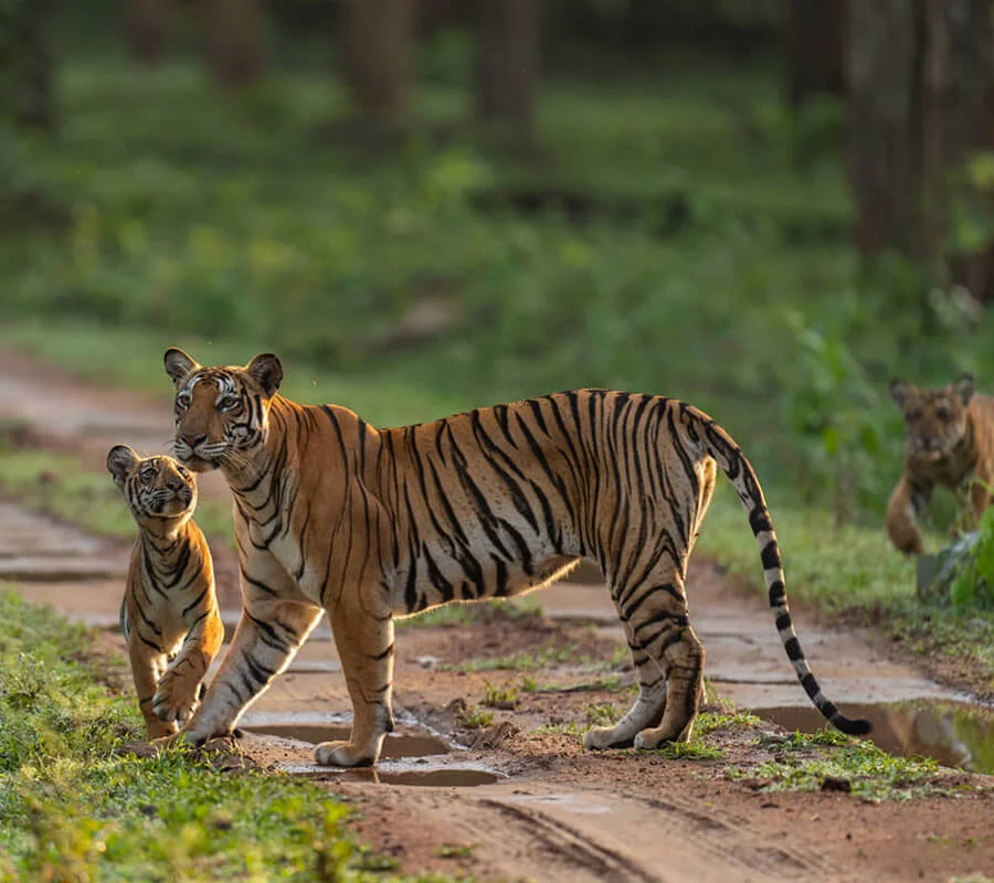 Kabini Wild life Santuary