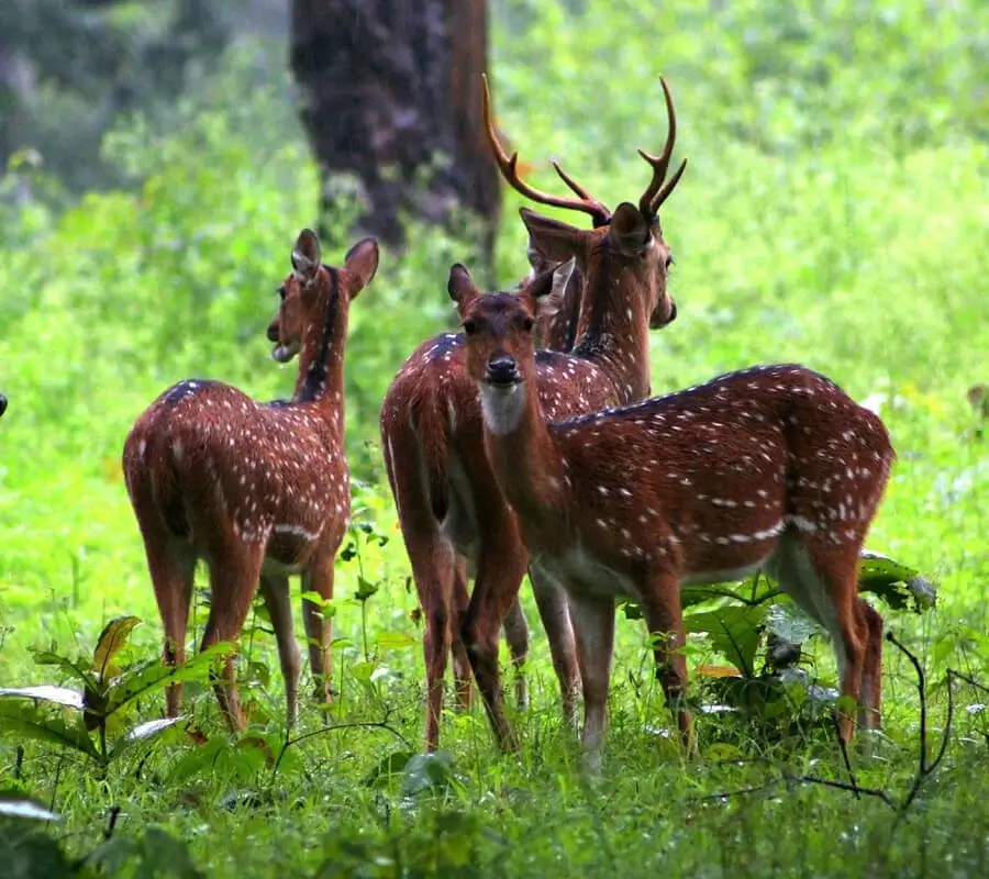 Nagarahole National Park
