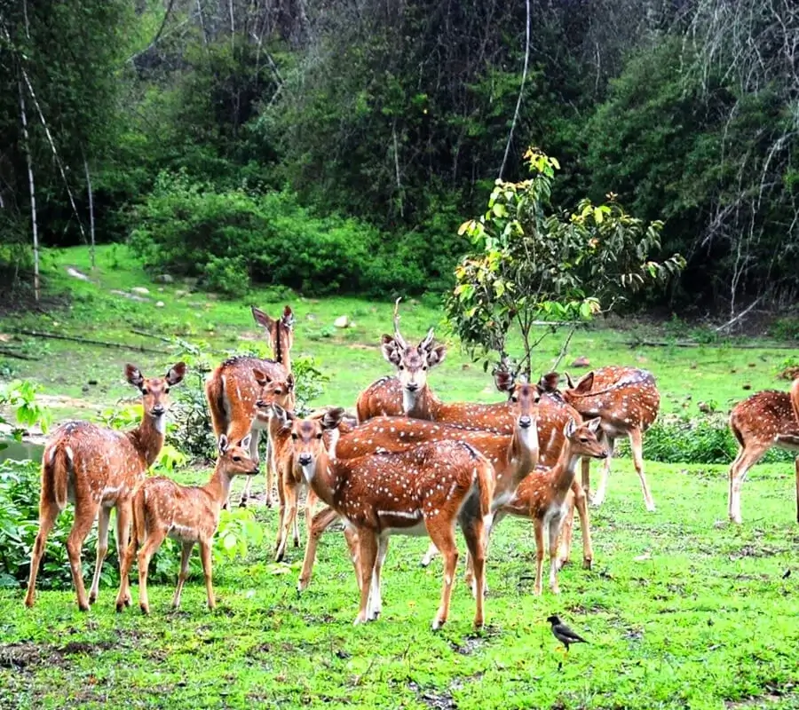 Bandipur National Park