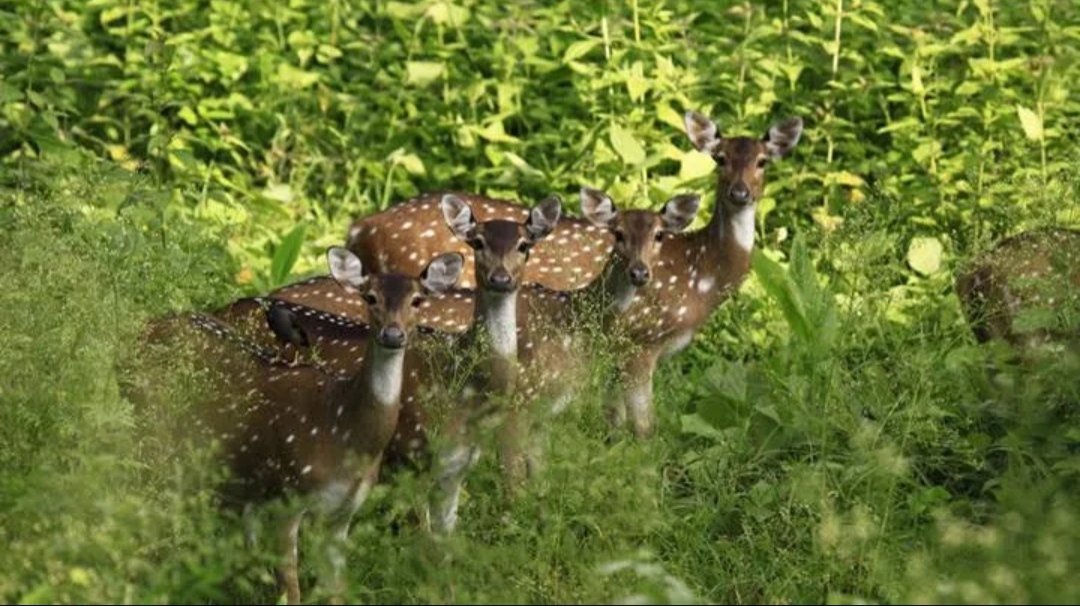 Wildlife sanctuary