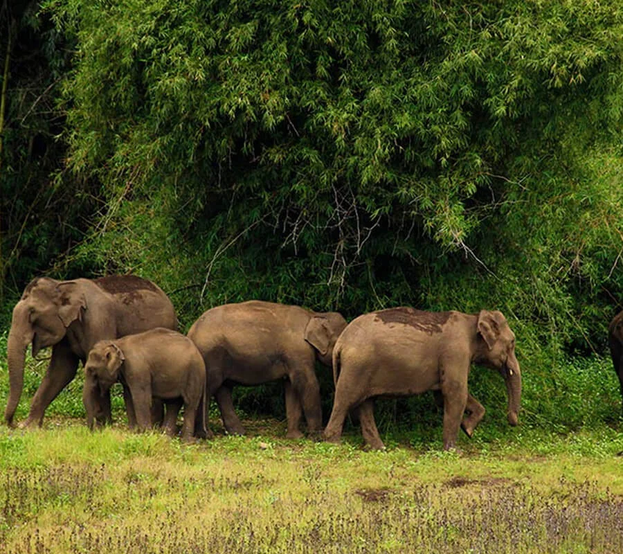 Tholpetty Wild life Santuary