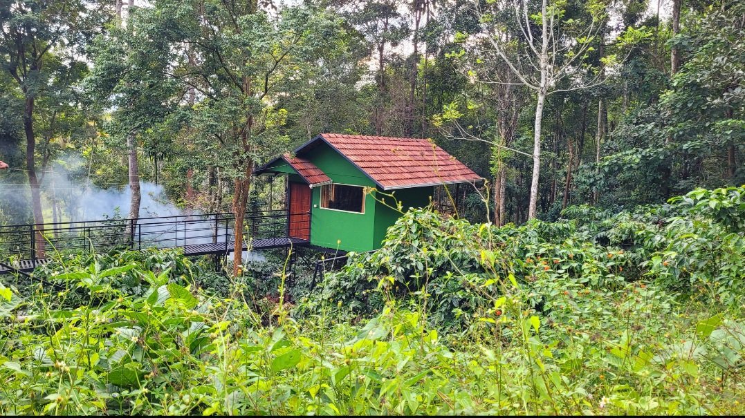 Wild Tree hut