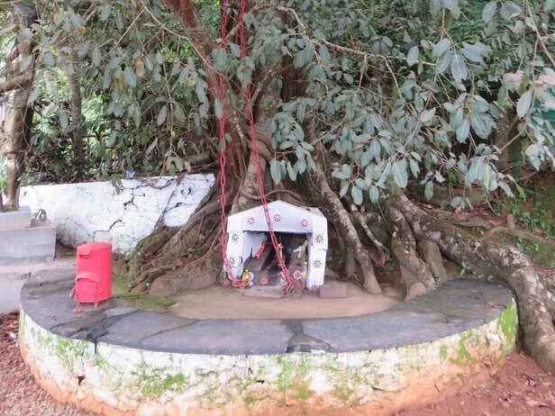 Chain Tree – The Chain Tree that tells the history and legend of Wayanad
